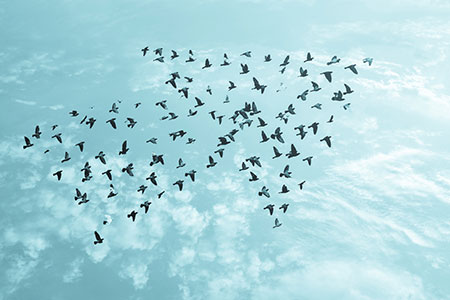 Flock of Birds Flying Through the Sky